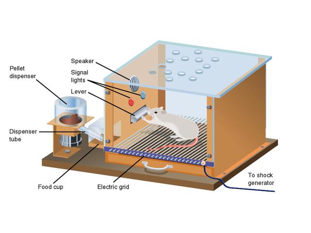 image of skinner box